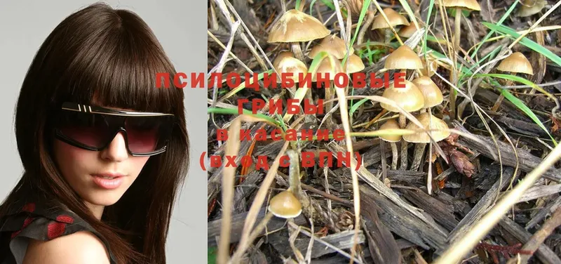 Псилоцибиновые грибы MAGIC MUSHROOMS  нарко площадка официальный сайт  Берёзовский 